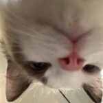 cjh96770的头像-玩家国度