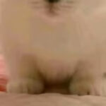 as66543的头像-玩家国度